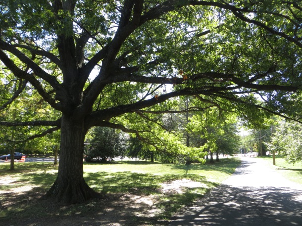 oak tree reno park washington dc